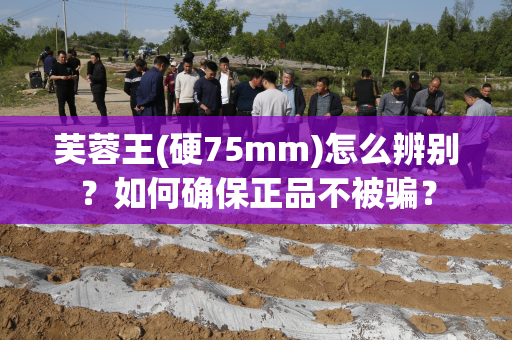 芙蓉王(硬75mm)怎么辨别？如何确保正品不被骗？